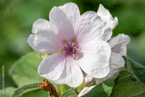 Close up of a marsh mallow  althaea officinalis  flower in bloom