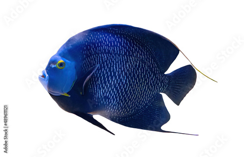 French angelfish of coral reef isolated on white background. Pomacanthus paru species living in the Western and eastern Atlantic Ocean, the Gulf of Mexico and the Caribbean. © bennymarty