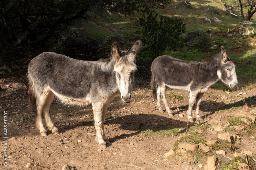 donkey in nature looking at the camera donkey in nature looking at the camera