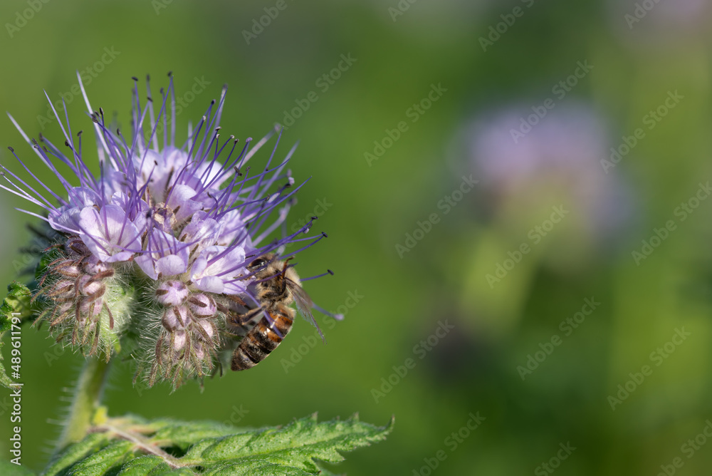 A small honey bee sits on a purple wildflower against a green background and searches for nectar A small honey bee sits on a purple wildflower against a green background and searches for nectar