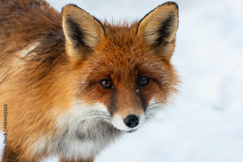 Fototapeta premium Red fox on the snow in Russia, Leningradskaya oblast