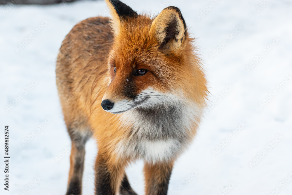 Fototapeta premium Red fox on the snow in Russia, Leningradskaya oblast