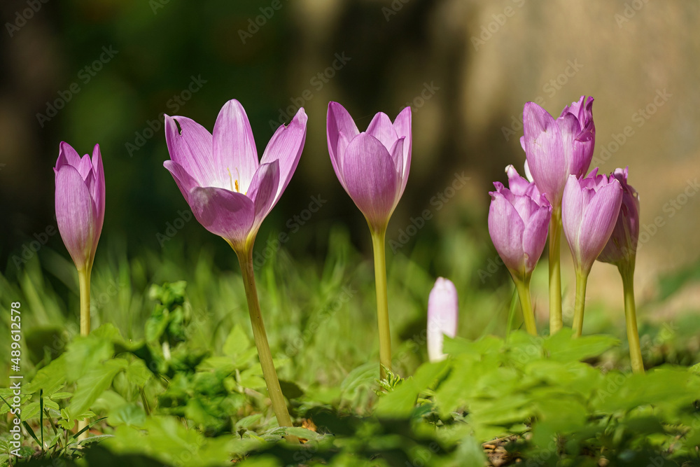 Blooms of autumn crocuses on a blurry background - Colchicaceae Blooms of autumn crocuses on a blurry background - Colchicaceae