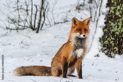 Red fox on the snow in Russia, Leningradskaya oblast photo
