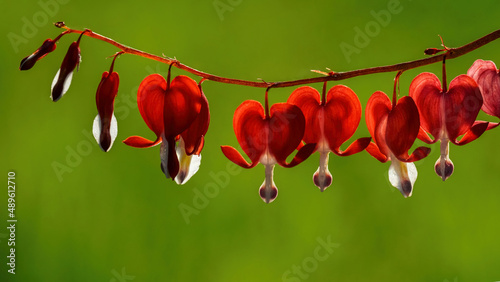 Blooming red and white dicentra or bleeding heart close-up, blurred background