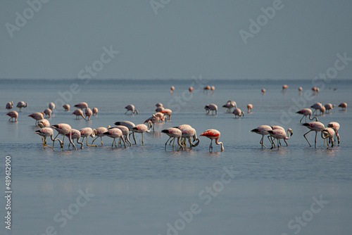 flamingos in the lake