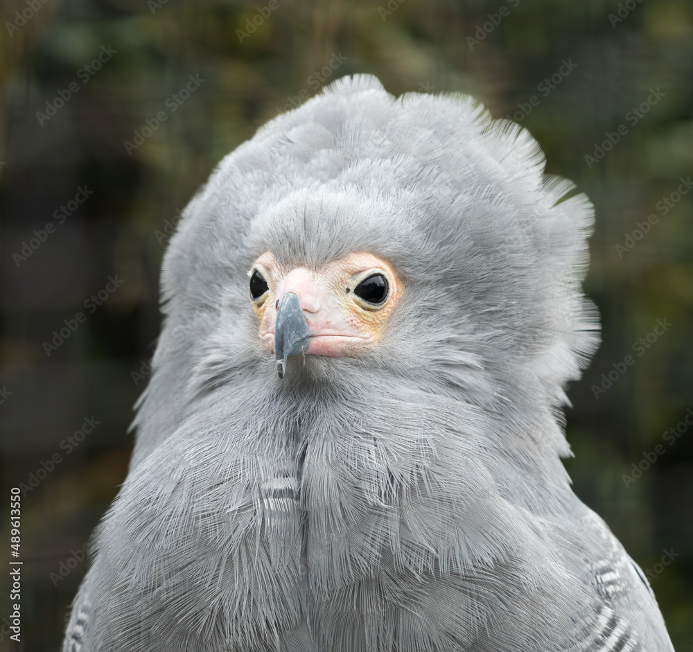 Obraz premium African harrier hawk (Polyboroides typus) portrait. Beautiful African bird of prey closeup shot.