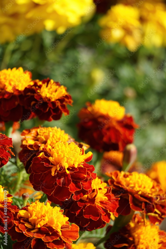 Brightly blooming red and yellow marigold flowers