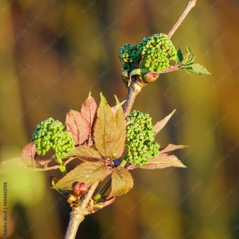 Obraz premium Bud blooming in spring season on blurred background