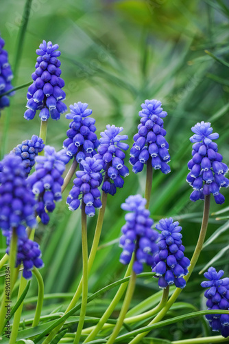 Beautiful blue flowers of the muscari aucheri plant on green blurred background