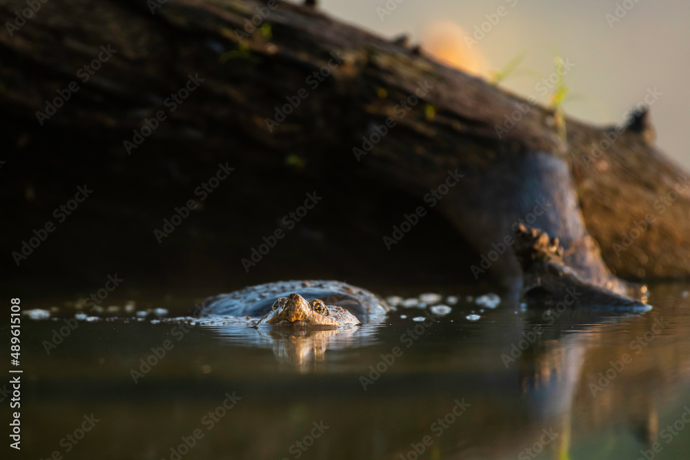 Snapping Turtle Snapping Turtle