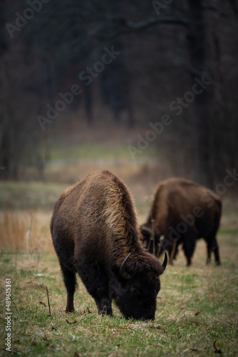Bison © Brian
