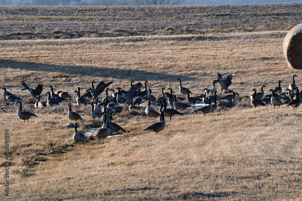 Flock of Geese in a Farm Field