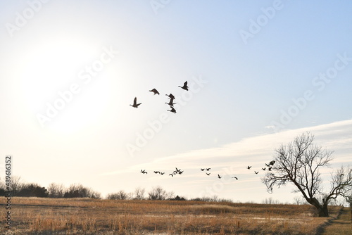 Flock of Geese Flying in a Sunset Sky © Steve