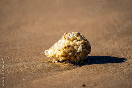 Fish Egg Case Washed Up On Beach