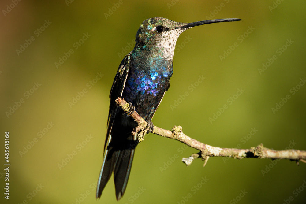 Fototapeta premium hummingbird on a branch