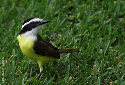 A Great Kiskadee (Pitangus sulphuratus) sitting in the grass, shot in Playa Del Carmen, Mexico. photo