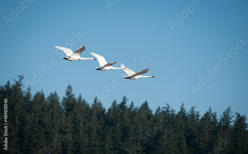 Trumpeter Swans in Flight Beginning Their Migration to Alaska. The Skagit Valley supports the largest concentration of wintering Trumpeter Swans in North America. Seen here in the Skagit Valley, WA.