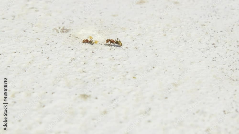 Two, tiny ants crawling over white pavement in the sun. Static high angle Two, tiny ants crawling over white pavement in the sun. Static high angle