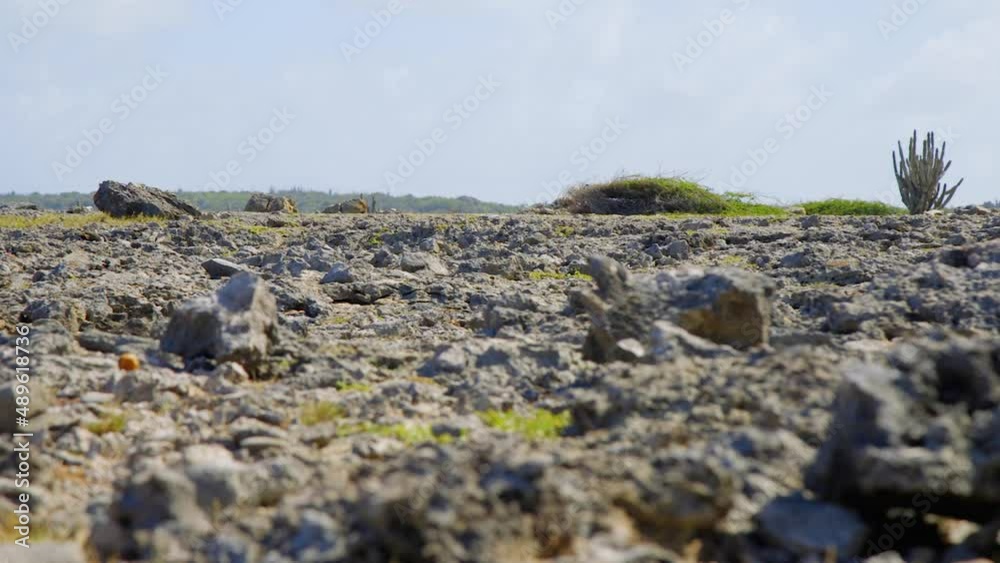 Lava rocks covering the hot, dry and brittle ground on the north coast
