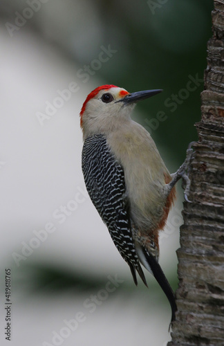 A Golden-fronted Woodpecker (Melanerpes aurifrons) perched a tree, shot in Playa Del Carmen, Mexico.