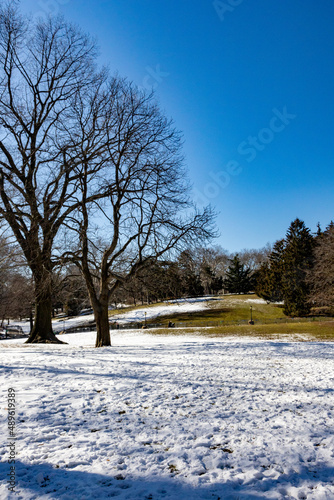 snow covered trees at central park New York © Gilberto Velarde