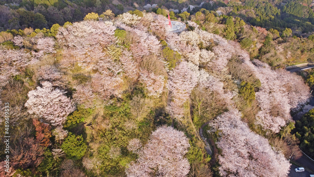 吉野ヶ里町・千本桜の森のドローン空撮