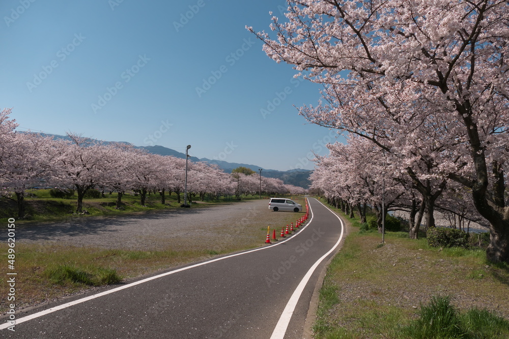 Fototapeta premium 田舎の道沿いに咲く満開の桜 