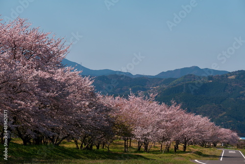 田舎の道沿いに咲く満開の桜
