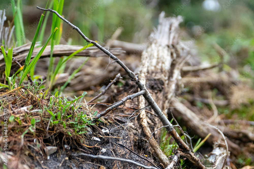 moss on the ground