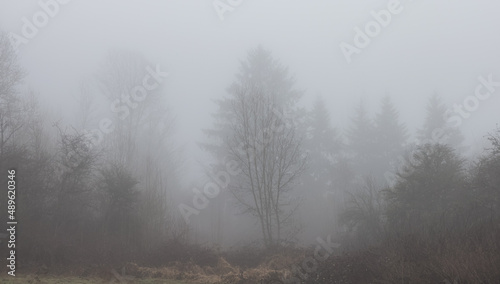 Canadian rain forest with green trees. Early morning fog in winter season. Tynehead Park in Surrey  Vancouver  British Columbia  Canada. Nature Background