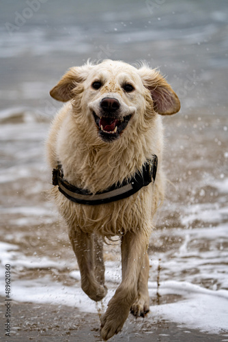Smiling golden retriever running out of low tide sea