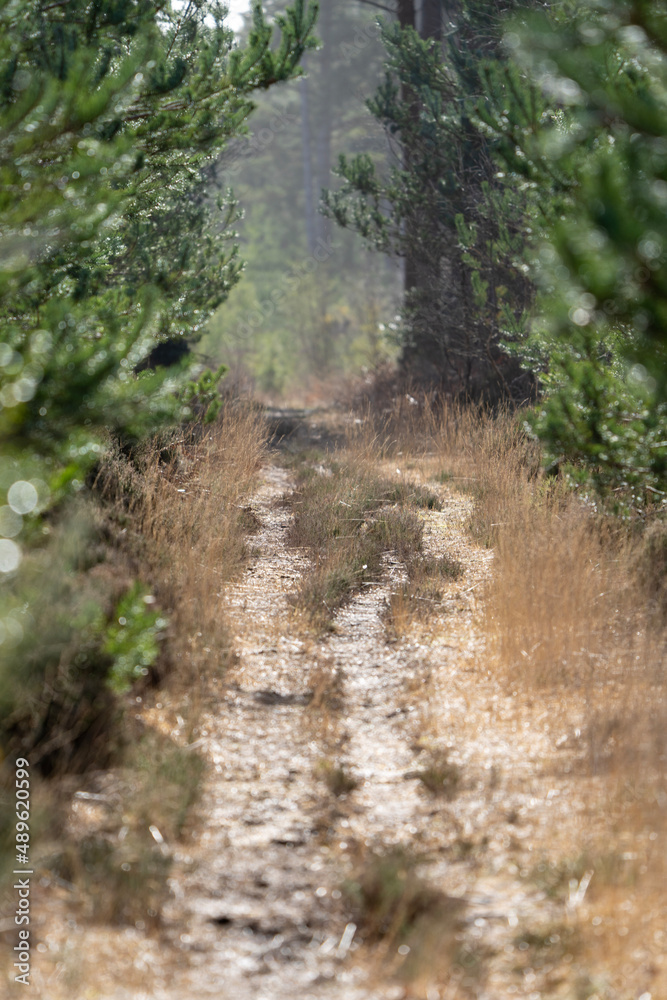 Forest pathway surrounded by trees