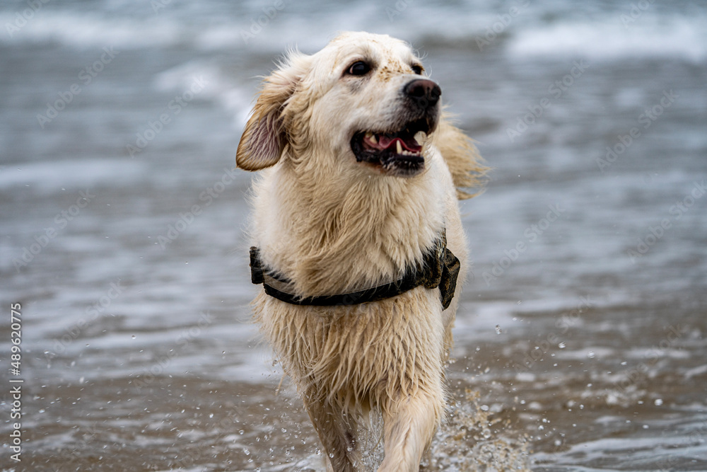 Golden retriever emerging from the sea Golden retriever emerging from the sea