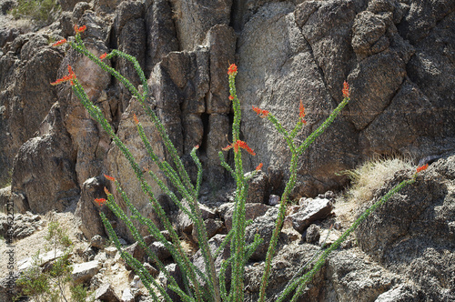 Blooming Ocotillo Cactus - A stand of blooming ocotillo cactus against a rocky background photo