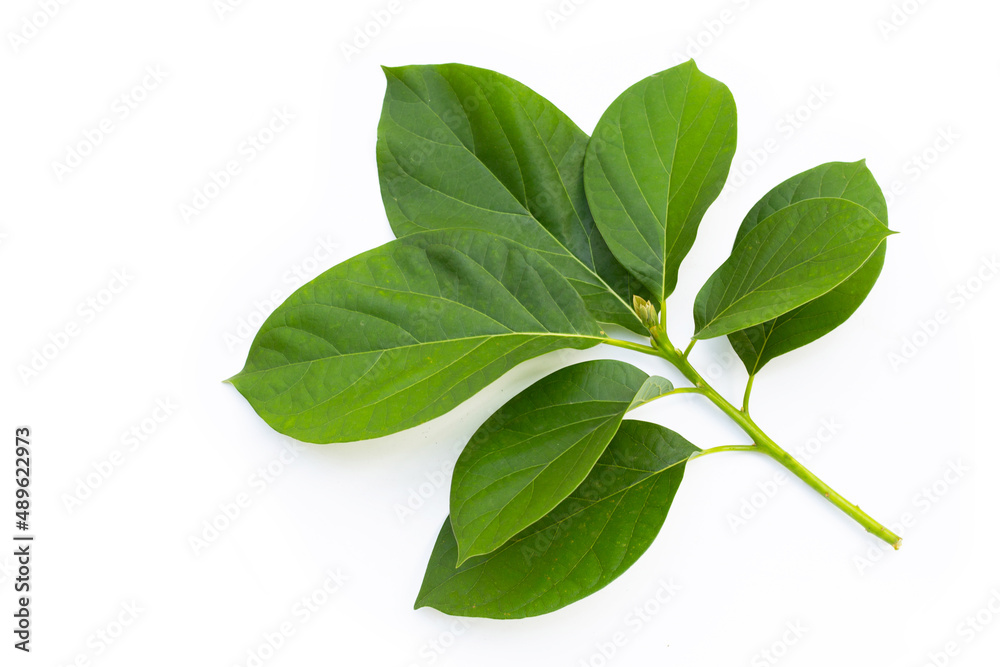 Obraz premium Avocado leaves on white background.