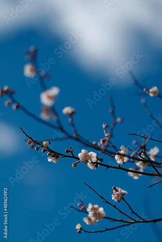 梅の花 梅 日本