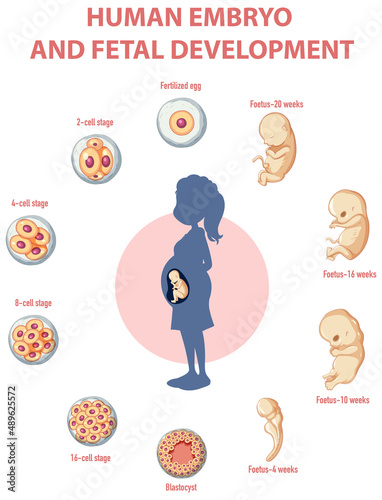 Human embryonic development in human infographic