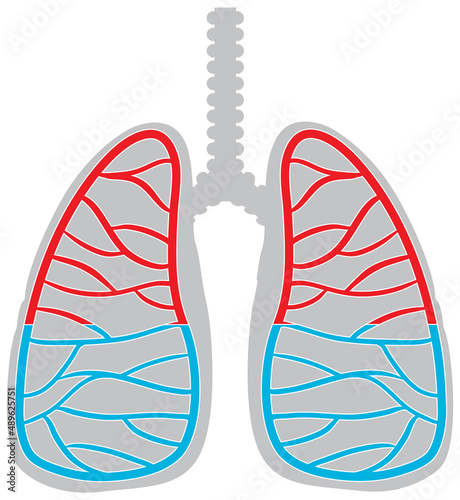 Human lungs icon on white background
