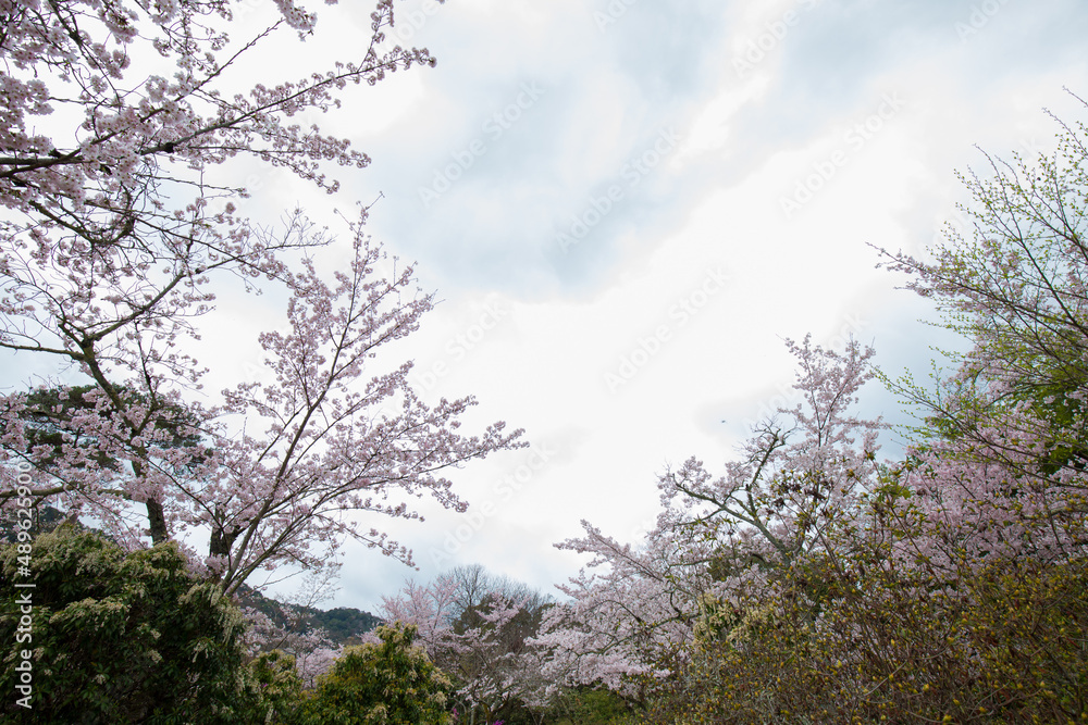 White pink sakura blossom flower on tree branch