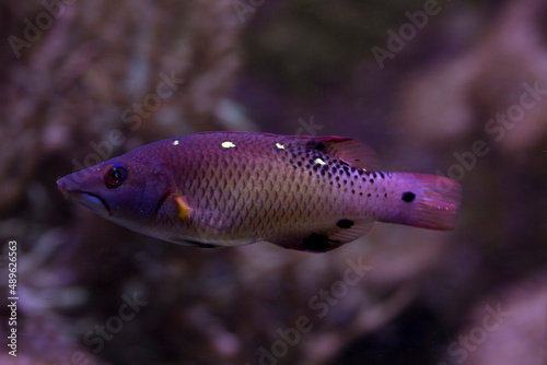 The Diana's hogfish (Bodianus diana).