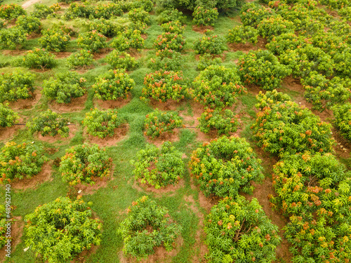 mango plantation in a tropical country