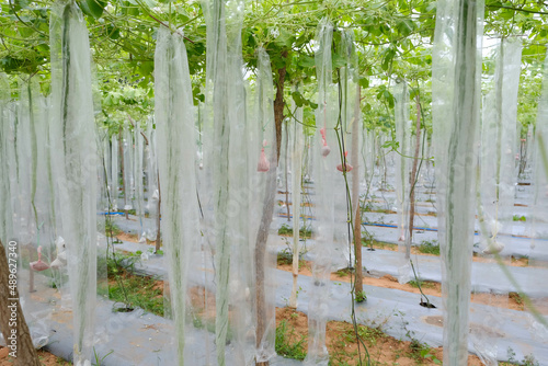 snake gourd farm with harvest