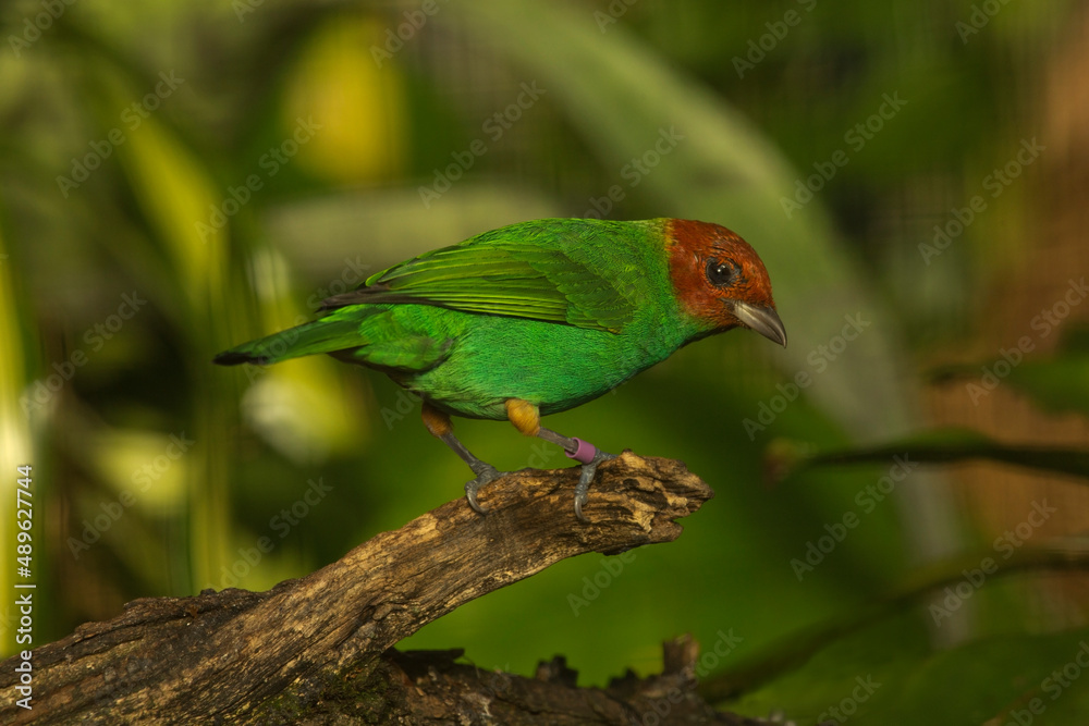 The bay-headed tanager (Tangara gyrola).