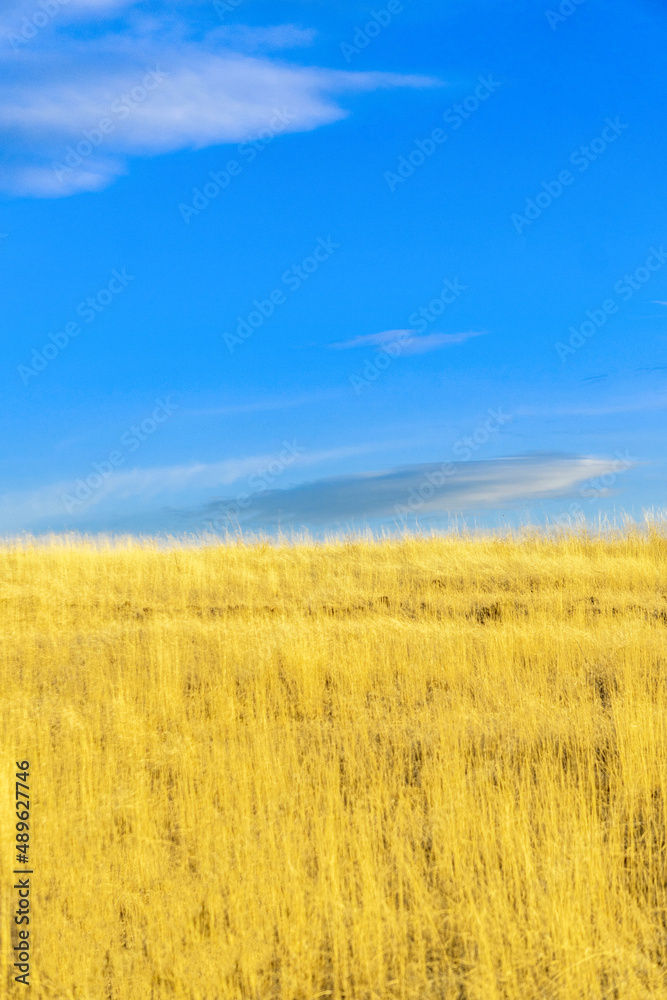 Ukrainian flag in nature