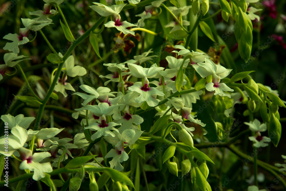 Calanthe 'Harrisii' orchid Hybrid of Calanthe 'Veitchii' x Calanthe vestita. Calanthe 'Harrisii' orchid Hybrid of Calanthe 'Veitchii' x Calanthe vestita.