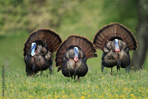 Triple Turkey