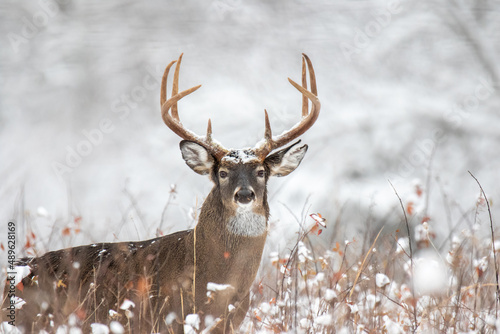 Whitetail buck in Snow photo