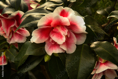 Common camellia, Japanese camellia. Camellia japonica 