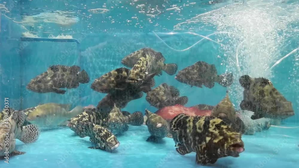 tiger grouper fish in a water tank in a Chinese seafood restaurant or fish market